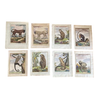 Set of Eight Authentic 19th Century Buffon Color Engravings of Different Monkeys. For Sale
