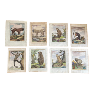 Set of Eight Authentic 19th Century Buffon Color Engravings of Different Monkeys.