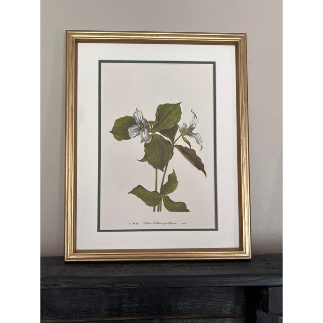 Mid 20th Century Vintage Botanicals Set 9 Framed - Authentic Vintage 1966 Prints For Sale - Image 5 of 5