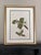 Mid 20th Century Vintage Botanicals Set 9 Framed - Authentic Vintage 1966 Prints For Sale - Image 5 of 5