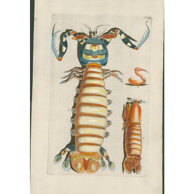 Original 18th-century natural-history copper engraving from Georg Wolfgang Knorr’s Deliciae Naturae Selectae, published in...