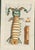 Original 18th-century natural-history copper engraving from Georg Wolfgang Knorr’s Deliciae Naturae Selectae, published in...