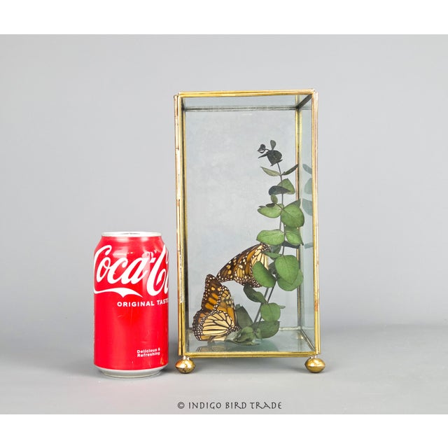 Vintage Centerpiece Real Monarch Butterflies Taxidermy in the Glass Curio Cabinet Case For Sale In Greenville, SC - Image 6 of 8