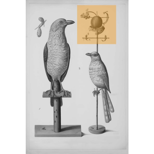 2020s Set of 6 - High End Framed Vintage Bird Watercolor Prints With Color Accents For Sale - Image 5 of 8