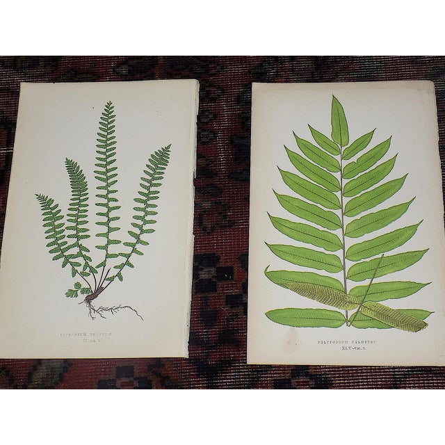 Antique 19th Century Botanical Fern Wood Engravings - Set of 12 For Sale - Image 4 of 9
