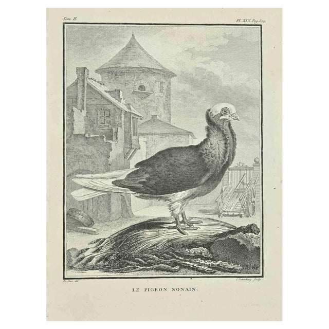 Carl Guttenberg, Le Pigeon Nonain, Etching, 1771 For Sale