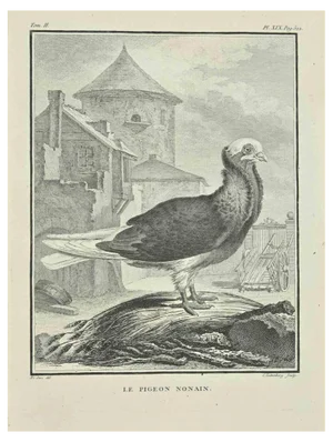Carl Guttenberg, Le Pigeon Nonain, Etching, 1771
