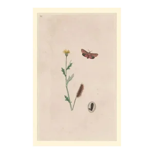 Antique English Ruby Tiger Moth Handcolored Engraving