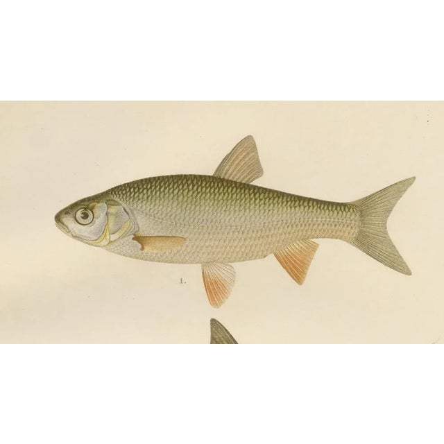 Freshwater Beauties on Litho, 1895, Paper For Sale - Image 6 of 10