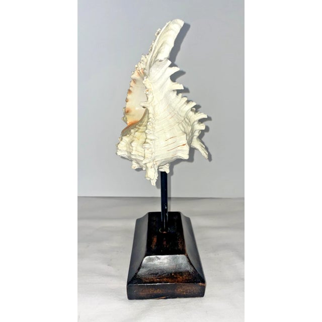 Coastal Murex Seashell Mounted on Wooden Display Stand For Sale - Image 3 of 11