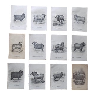Authentic Antique 19th Century Sheep Stone Lithographs - Set of 12 For Sale