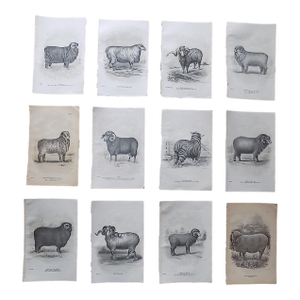 Authentic Antique 19th Century Sheep Stone Lithographs - Set of 12