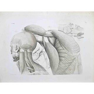 Paolo Mascagni, Anatomy, Plate. 8, Etching, 1810 For Sale