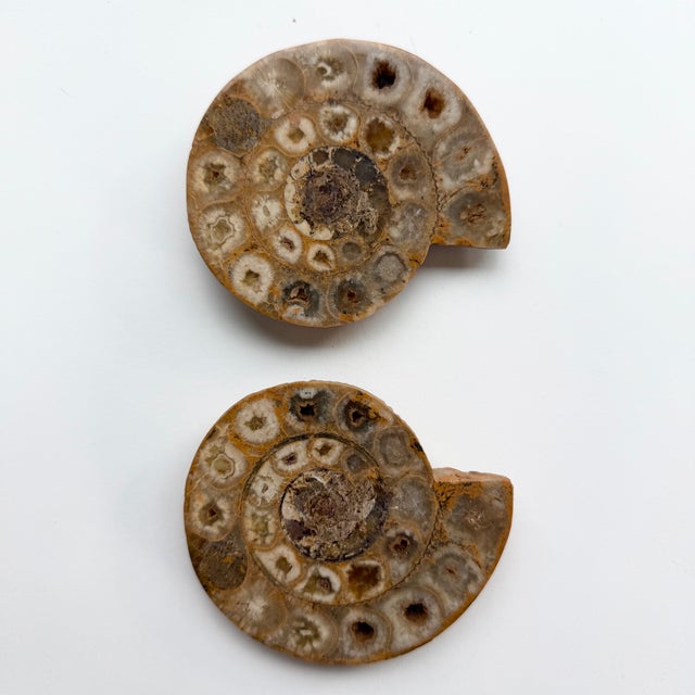 Set of Six Split and Polished Ammonite Fossils For Sale - Image 9 of 12