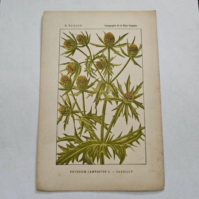 Original 19th-century French botanical lithograph by renowned botanist **Henri Ernest Baillon**, published in Paris...
