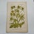 Original 19th-century French botanical lithograph by renowned botanist **Henri Ernest Baillon**, published in Paris...