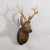Large Naturalistic Black Forest Carved Deer Head, ca. 1930s A rare antique wooden carved Black Forest red deer head...
