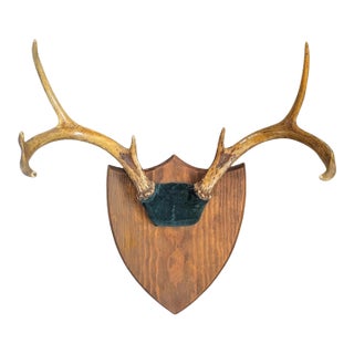 Vintage Stag Deer Antler Taxidermy Trophy Mount Wall Plaque For Sale