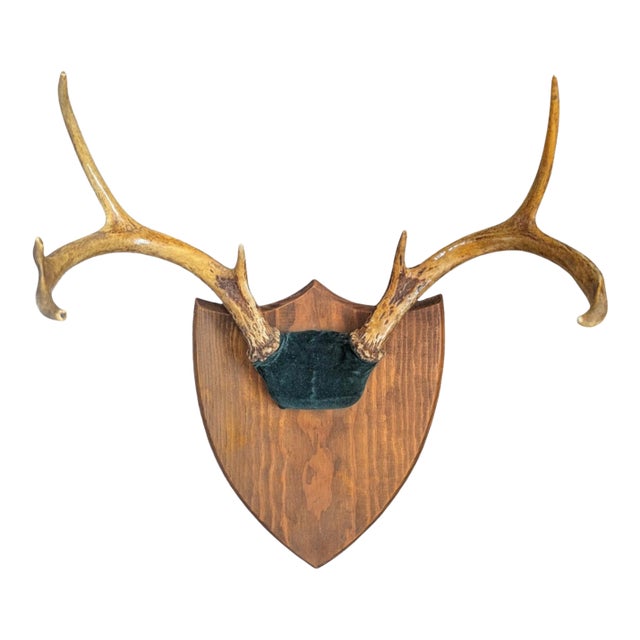 Vintage Stag Deer Antler Taxidermy Trophy Mount Wall Plaque For Sale