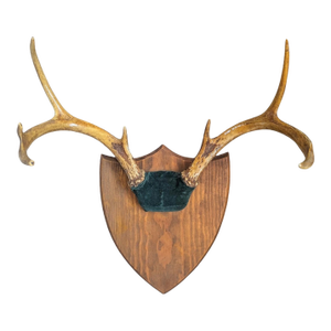 Vintage Stag Deer Antler Taxidermy Trophy Mount Wall Plaque