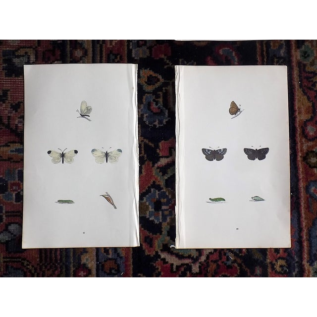 Printmaking Materials Antique 19th Century Hand Colored Butterfly Lithographs - Set of 12 For Sale - Image 7 of 12