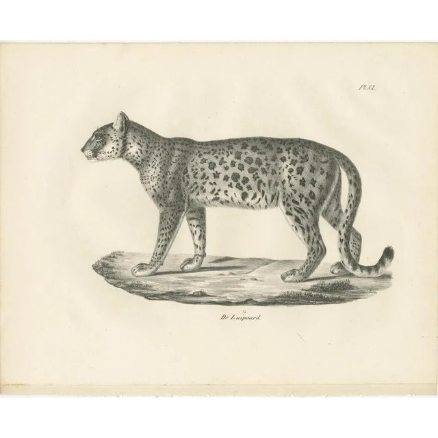 Leopard in Standing Pose, 1836, Lithograph For Sale - Image 6 of 10