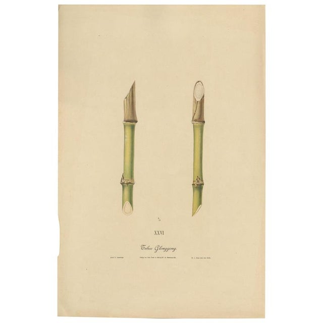 Sugarcane, 1892, Paper For Sale - Image 9 of 9