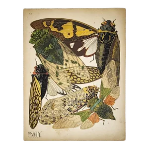 Original Seguy Insect From 1924 Antique Pochoir Plate #2