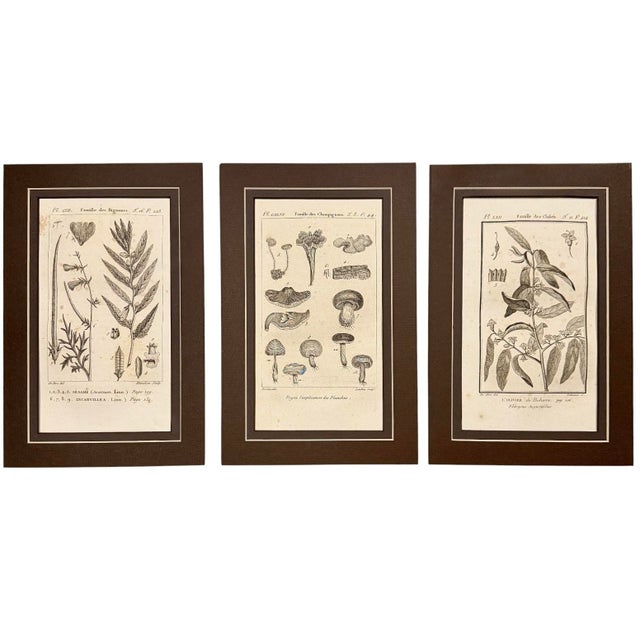 Printmaking Materials 1804-1806 French Buffon Monochrome Intaglio Engravings | Mushroom & Botanical Trio - Set of 3 For Sale - Image 7 of 7
