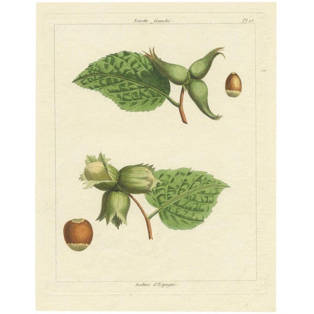 Common and Spanish Hazelnut, 1821, Print For Sale - Image 10 of 10