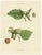 Common and Spanish Hazelnut, 1821, Print For Sale - Image 10 of 10