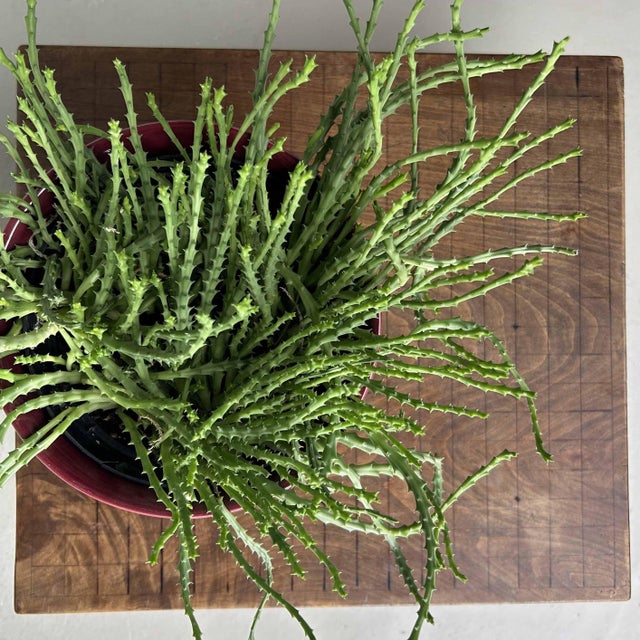 Go Game Board Goban Kaya Side Table, Japan, 1920s For Sale - Image 13 of 16