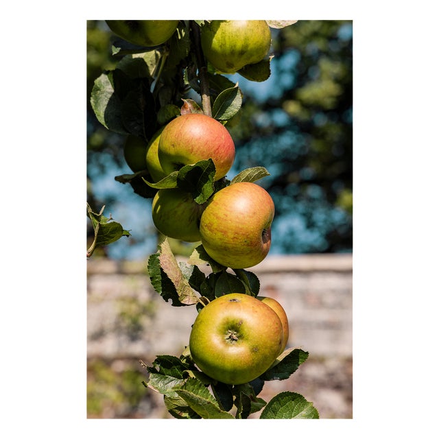 Guy Sargent, Apples, Archival Pigment Print For Sale