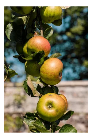 Guy Sargent, Apples, Archival Pigment Print