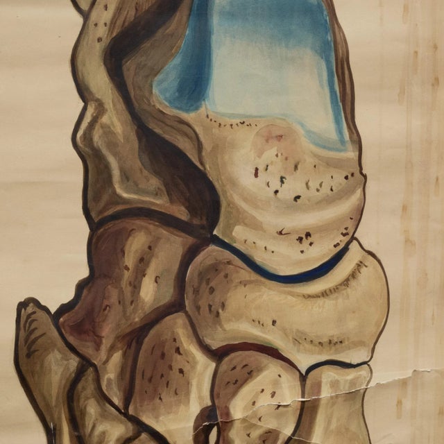 Antique Medical Class Anatomy Scroll of Foot C.1920-1940 For Sale - Image 4 of 8