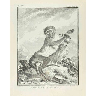 Louis Legrand, Le Patas a Bandeau Blanc, Etching, 1771 For Sale