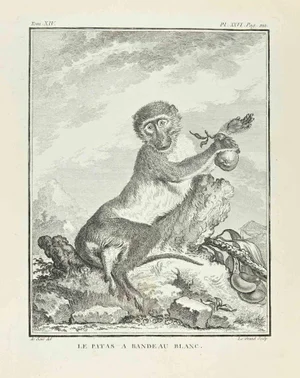 Louis Legrand, Le Patas a Bandeau Blanc, Etching, 1771