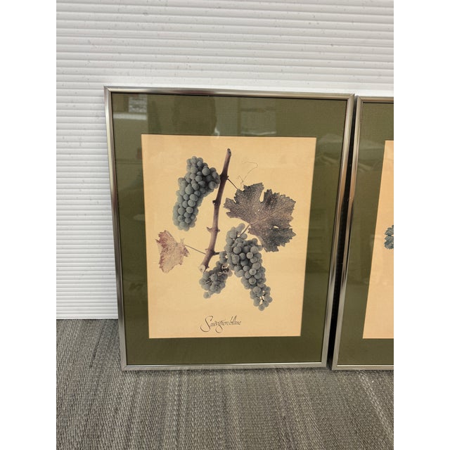 Vintage Wine Grape Varietal Lithographs, Set of Four For Sale - Image 10 of 12
