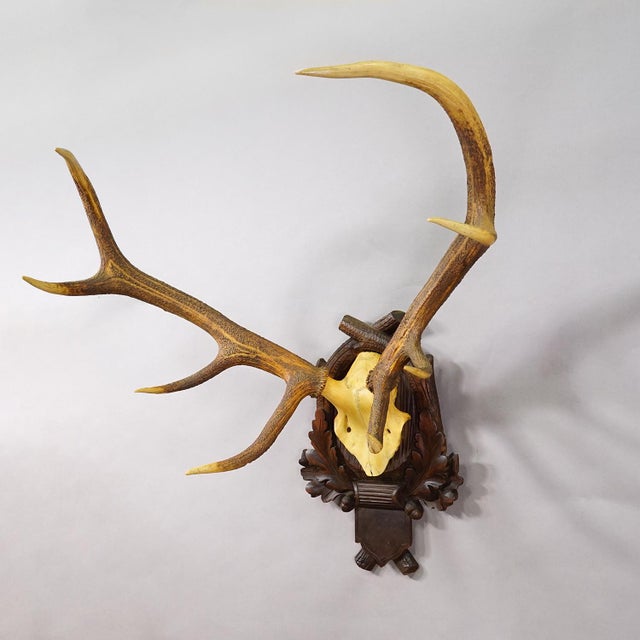 Rustic European Black Forest 8 Pointer Red Deer Trophy on Carved Plaque Germany 1930s For Sale - Image 3 of 7