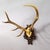 Rustic European Black Forest 8 Pointer Red Deer Trophy on Carved Plaque Germany 1930s For Sale - Image 3 of 7