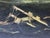 Victorian British Naval Marine Oil Painting HMS Bombay on Fire Off Montevideo 1864 After Beechey For Sale - Image 16 of 18