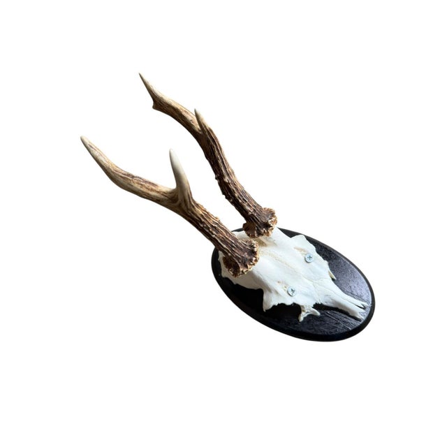 Cabin Roe Deer Trophy 70 Black Forest Antlers Mount For Sale - Image 3 of 5