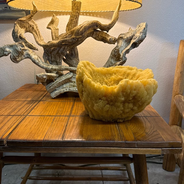 This is giant sea sponge originally found in the Caribbean Sea. 12” wide x 11” tall - (Part of a bigger collection) It is...