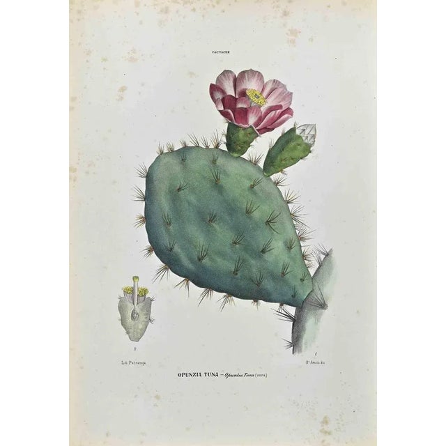 Lithograph hand watercolored. Plate from "Atlante di Botanica popolare ossia Illustrazione di Piante Notevoli di ogni...