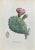 Lithograph hand watercolored. Plate from "Atlante di Botanica popolare ossia Illustrazione di Piante Notevoli di ogni...