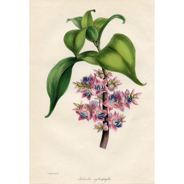 Original early 1800s hand colored botanical print that appeared in the "Magazine of Botany", a British horticultural...