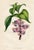 Original early 1800s hand colored botanical print that appeared in the "Magazine of Botany", a British horticultural...