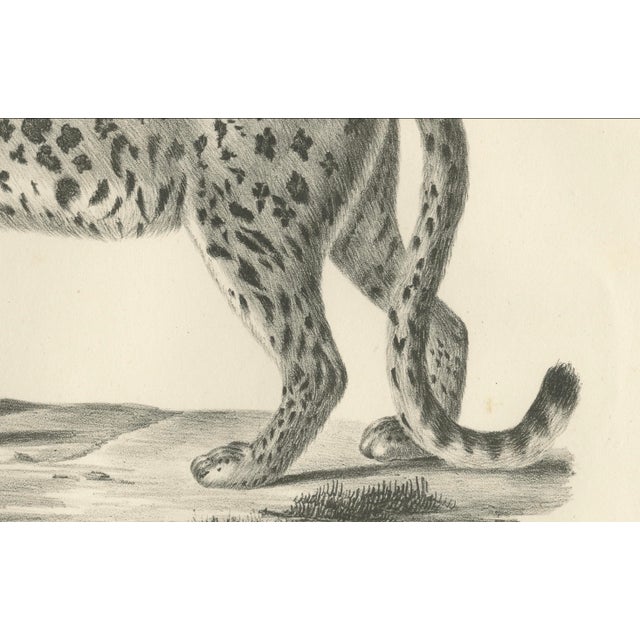 Leopard in Standing Pose, 1836, Lithograph For Sale - Image 4 of 5