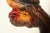 Vintage Hand-Painted Chalkware Bird / Pheasant Wall Sculpture For Sale - Image 14 of 16