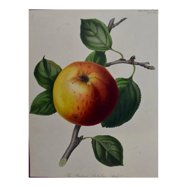 Brabant Apple: A 19th Century Hand-Colored Engraving by Augusta Innes Withers, 1812 For Sale